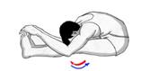 http://www.ebhasin.com/apps/PersonalTrainer/modules/yoga/images/Paschimottanasana/big/4.jpg