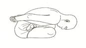 http://suryanamaskara.altervista.org/blog/wp-content/uploads/2012/06/yoga-mudra-asana.jpg