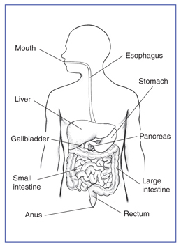 The digestive system with sections labeled: mouth, esophagus, liver, stomach, gallbladder, pancreas, small intestine, large intestine, rectum, and anus.