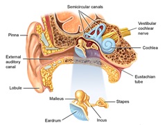 Ear anatomy