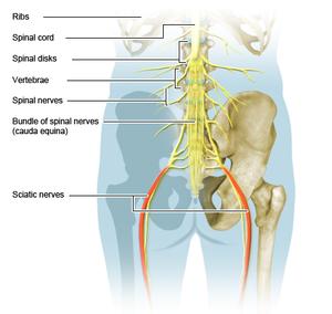 Lower part of the spinal cord, showing nerves including the sciatic nerve